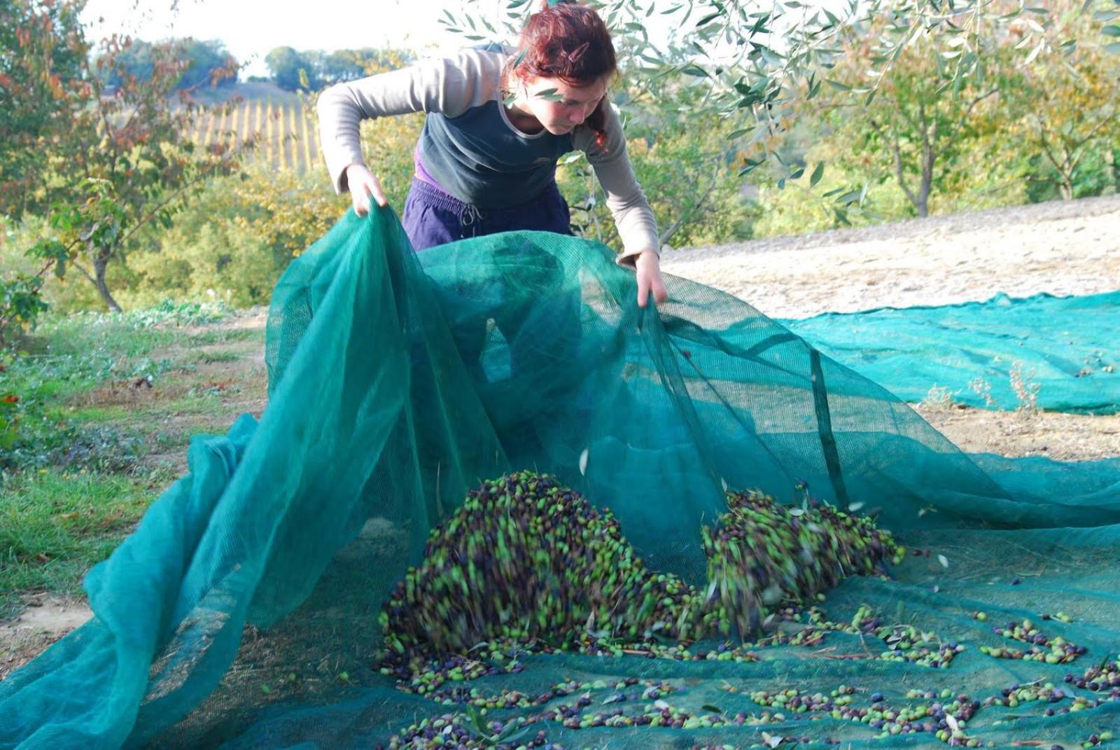Agriturismo Fattoria Walden Ficulle Zewnętrze zdjęcie